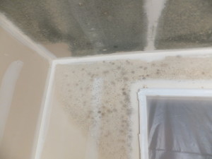 mold in a home